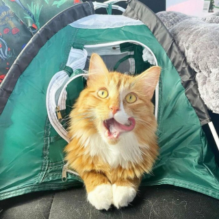 Illustration de l'article : 15 photos d'un chat menant une vie de baroudeur