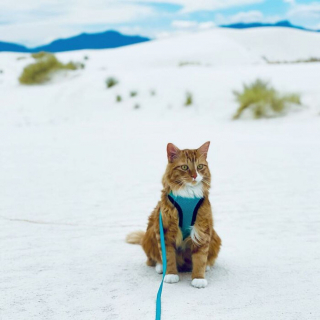Illustration de l'article : 15 photos d'un chat menant une vie de baroudeur