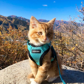 Illustration de l'article : 15 photos d'un chat menant une vie de baroudeur