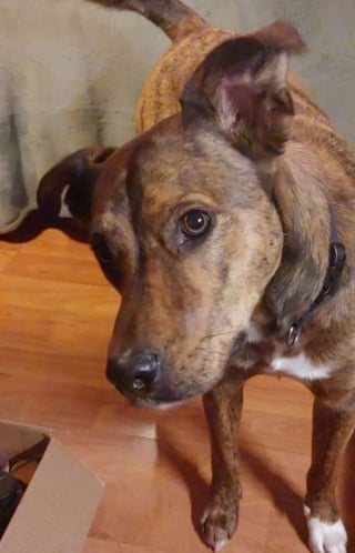Illustration de l'article : Un chien perdu depuis 6 mois retrouve son propriétaire dans un refuge (vidéo)