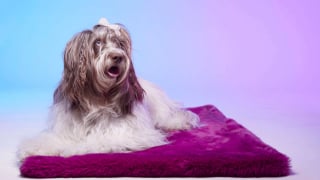 Illustration de l'article : Déroulez Le Tapis Rouge pour votre chien ou votre chat, un accessoire en fourrure synthétique élégant, pratique et responsable