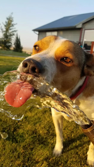 Illustration de l'article : 15 photos mignonnes de chiens et chats en gros plan