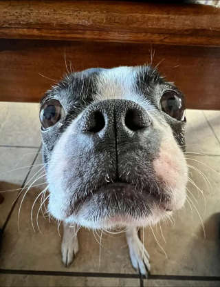 Illustration de l'article : 15 photos mignonnes de chiens et chats en gros plan