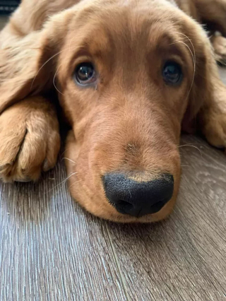 Illustration de l'article : 15 photos mignonnes de chiens et chats en gros plan