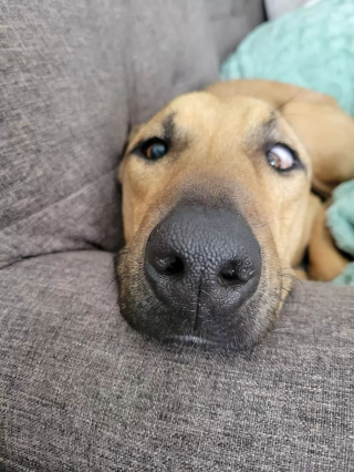 Illustration de l'article : 15 photos mignonnes de chiens et chats en gros plan