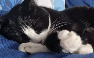 Illustration de l'article : Un chaton transporté d'urgence à l'hôpital vétérinaire. Son traitement financé grâce à une belle mobilisation