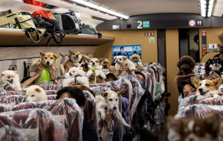 Un wagon entier d'un TGV réservé exclusivement aux chiens !