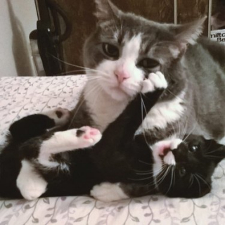 Illustration de l'article : 11 chats découvrant le bonheur de la parentalité