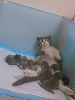 Illustration de l'article : 11 chats découvrant le bonheur de la parentalité