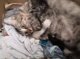 Illustration de l'article : 11 chats découvrant le bonheur de la parentalité