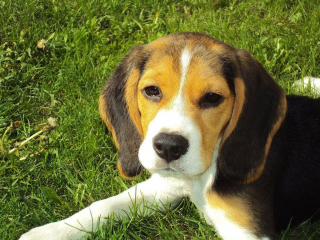 Illustration de l'article : 150 Beagles sauvés d'un élevage fournissant des chiens aux laboratoires
