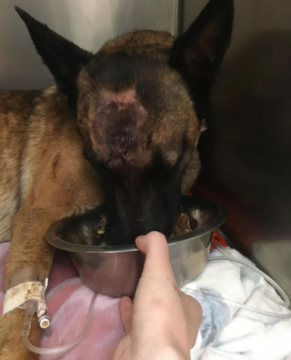 Illustration de l'article : Des nouvelles d'Eva, la chienne blessée en ayant courageusement défendu sa maîtresse contre un puma