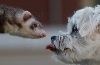 Illustration de l'article : 20 photos de furets prouvant qu'eux aussi savent vous faire sourire