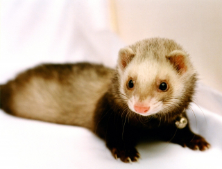 Illustration de l'article : 20 photos de furets prouvant qu'eux aussi savent vous faire sourire
