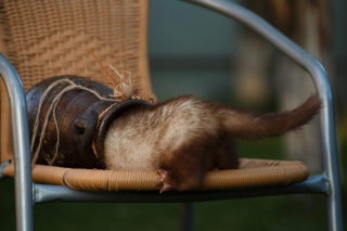 Illustration de l'article : 20 photos de furets prouvant qu'eux aussi savent vous faire sourire