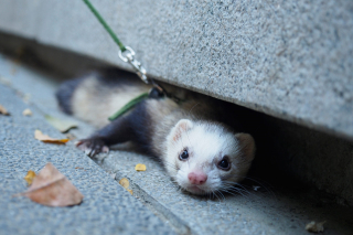 Illustration de l'article : 20 photos de furets prouvant qu'eux aussi savent vous faire sourire