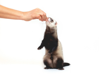Illustration de l'article : 20 photos de furets prouvant qu'eux aussi savent vous faire sourire