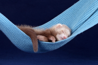 Illustration de l'article : 20 photos de furets prouvant qu'eux aussi savent vous faire sourire