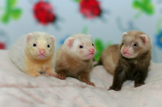 Illustration de l'article : 20 photos de furets prouvant qu'eux aussi savent vous faire sourire