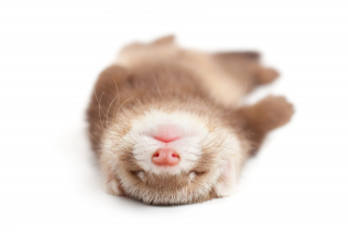 Illustration de l'article : 20 photos de furets prouvant qu'eux aussi savent vous faire sourire
