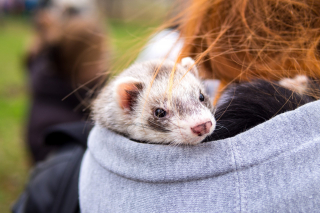 Illustration de l'article : 20 photos de furets prouvant qu'eux aussi savent vous faire sourire