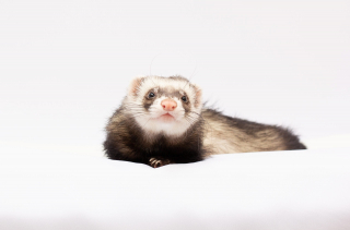 Illustration de l'article : 20 photos de furets prouvant qu'eux aussi savent vous faire sourire