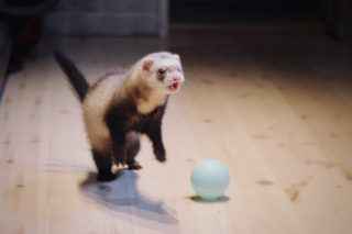 Illustration de l'article : 20 photos de furets prouvant qu'eux aussi savent vous faire sourire