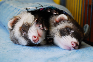 Illustration de l'article : 20 photos de furets prouvant qu'eux aussi savent vous faire sourire