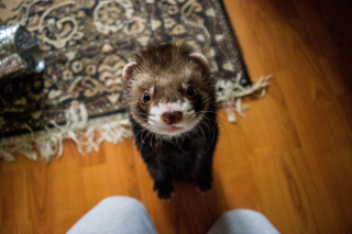 Illustration de l'article : 20 photos de furets prouvant qu'eux aussi savent vous faire sourire