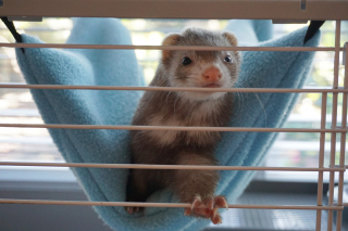Illustration de l'article : 20 photos de furets prouvant qu'eux aussi savent vous faire sourire