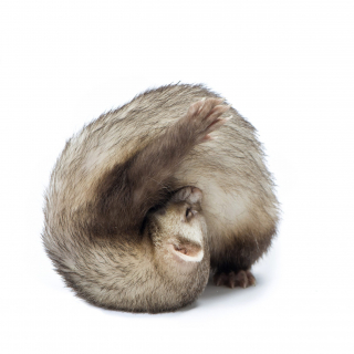 Illustration de l'article : 20 photos de furets prouvant qu'eux aussi savent vous faire sourire