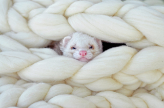 Illustration de l'article : 20 photos de furets prouvant qu'eux aussi savent vous faire sourire