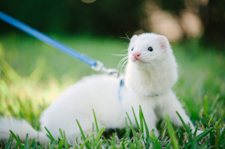 Illustration de l'article : 20 photos de furets prouvant qu'eux aussi savent vous faire sourire