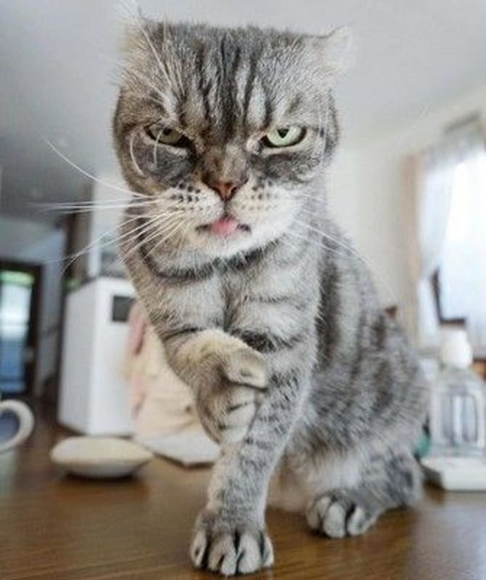 Ces 18 chats sont énervés, mais leurs photos sont plus attendrissantes ...
