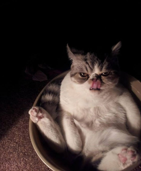 Ces 18 chats sont énervés, mais leurs photos sont plus attendrissantes ...