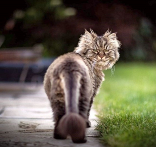Illustration de l'article : Ces 18 chats sont énervés, mais leurs photos sont plus attendrissantes qu'impressionnantes