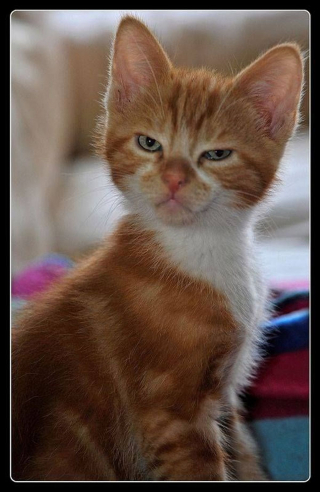 Illustration de l'article : Ces 18 chats sont énervés, mais leurs photos sont plus attendrissantes qu'impressionnantes
