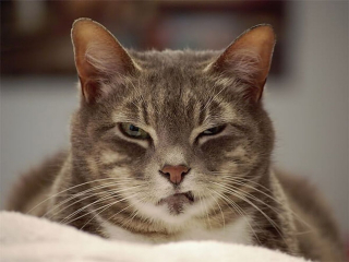 Illustration de l'article : Ces 18 chats sont énervés, mais leurs photos sont plus attendrissantes qu'impressionnantes