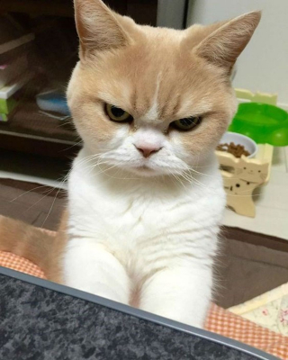 Illustration de l'article : Ces 18 chats sont énervés, mais leurs photos sont plus attendrissantes qu'impressionnantes