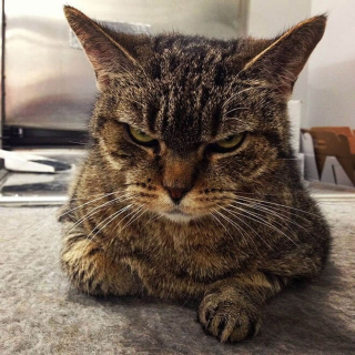 Illustration de l'article : Ces 18 chats sont énervés, mais leurs photos sont plus attendrissantes qu'impressionnantes