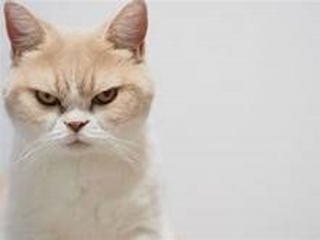 Illustration de l'article : Ces 18 chats sont énervés, mais leurs photos sont plus attendrissantes qu'impressionnantes