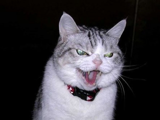 Illustration de l'article : Ces 18 chats sont énervés, mais leurs photos sont plus attendrissantes qu'impressionnantes
