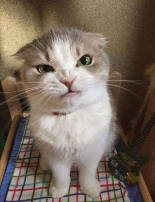 Illustration de l'article : Ces 18 chats sont énervés, mais leurs photos sont plus attendrissantes qu'impressionnantes
