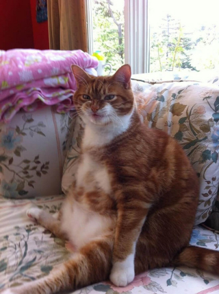 Illustration de l'article : Ces 18 chats sont énervés, mais leurs photos sont plus attendrissantes qu'impressionnantes