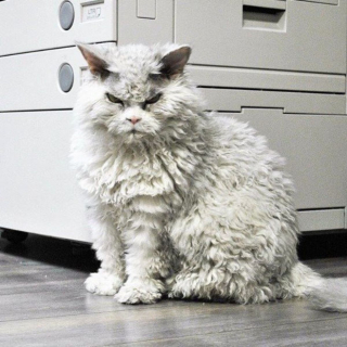 Illustration de l'article : Ces 18 chats sont énervés, mais leurs photos sont plus attendrissantes qu'impressionnantes