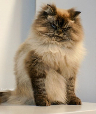 Illustration de l'article : Ces 18 chats sont énervés, mais leurs photos sont plus attendrissantes qu'impressionnantes