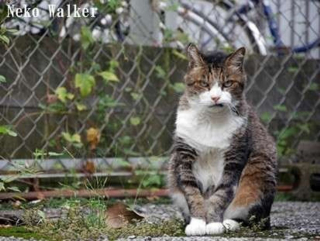 Illustration de l'article : Ces 18 chats sont énervés, mais leurs photos sont plus attendrissantes qu'impressionnantes
