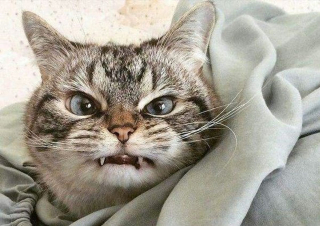 Illustration de l'article : Ces 18 chats sont énervés, mais leurs photos sont plus attendrissantes qu'impressionnantes