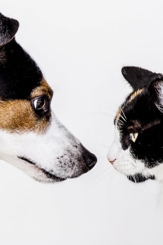 Illustration de l'article : 6 conseils utiles pour tout nouveau propriétaire de chat