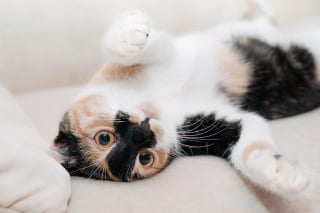 Illustration de l'article : 6 conseils utiles pour tout nouveau propriétaire de chat